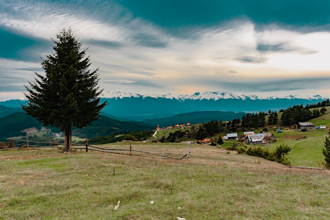 green grass field with trees under blue sky during daytime